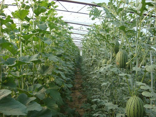 �H���t������